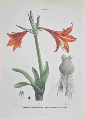 Vincenzo Tenore, Queen's Amaryllis, Lithograph, 1870s