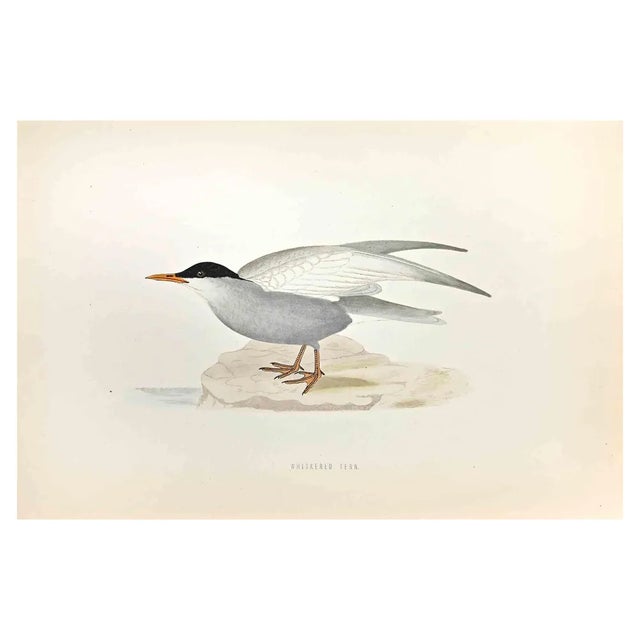 Alexander Francis Lydon, Whiskered Tern, Woodcut Print, 1870 For Sale