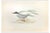 Alexander Francis Lydon, Whiskered Tern, Woodcut Print, 1870 For Sale