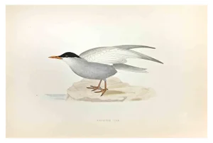 Alexander Francis Lydon, Whiskered Tern, Woodcut Print, 1870