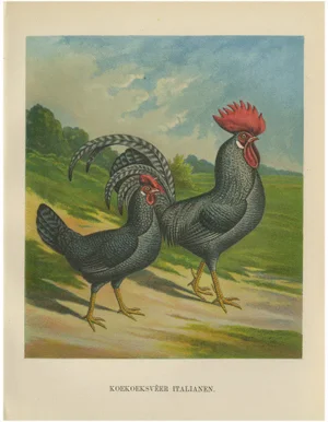 After Förster, Cuckoo Italian Chicken, 1888, Print