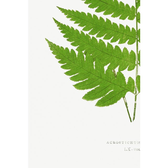Fern Art Print – Vintage Green Botanical Illustration, 24" X 36" For Sale In Buffalo - Image 6 of 8