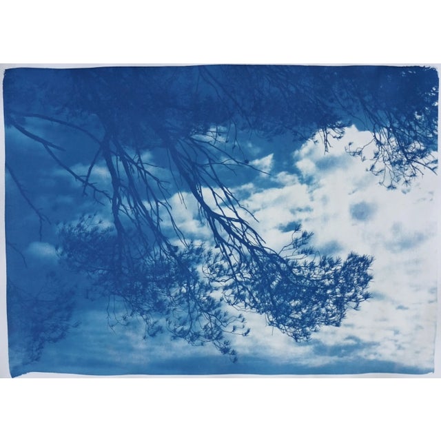 Malibu Pine Sea Vier 100x70cm, Hand Painted Cyanotype on Watercolor Paper, Limited Edition, Coastal Living Art For Sale - Image 11 of 11