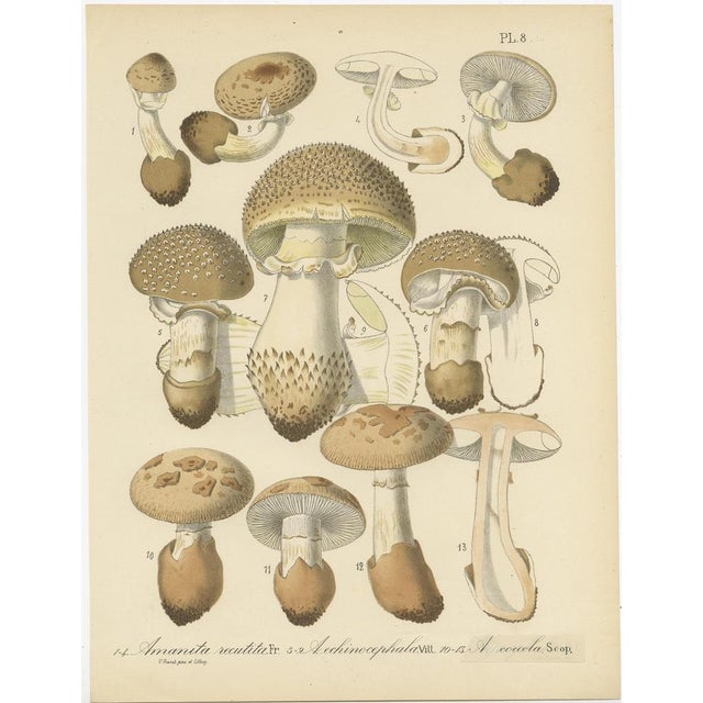 Barla, Mycology Illustrations of Various Fungi, 1890, Prints, Set of 8 For Sale - Image 8 of 10