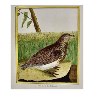 A Falkland Island Quail: An 18th Century Hand-Colored Engraving by Martinet, 1770 For Sale