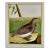 A Falkland Island Quail: An 18th Century Hand-Colored Engraving by Martinet, 1770 For Sale