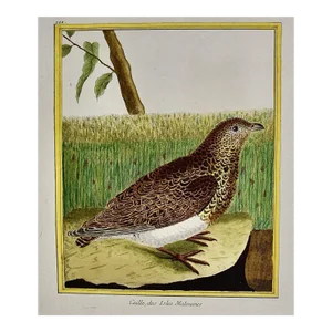 A Falkland Island Quail: An 18th Century Hand-Colored Engraving by Martinet, 1770
