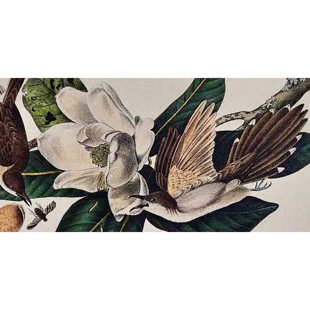 Audubon Black-Billed Cuckoo: An Original 1st Ed. Audubon Hand-Colored Bird Lithograph, 1840 For Sale - Image 4 of 5