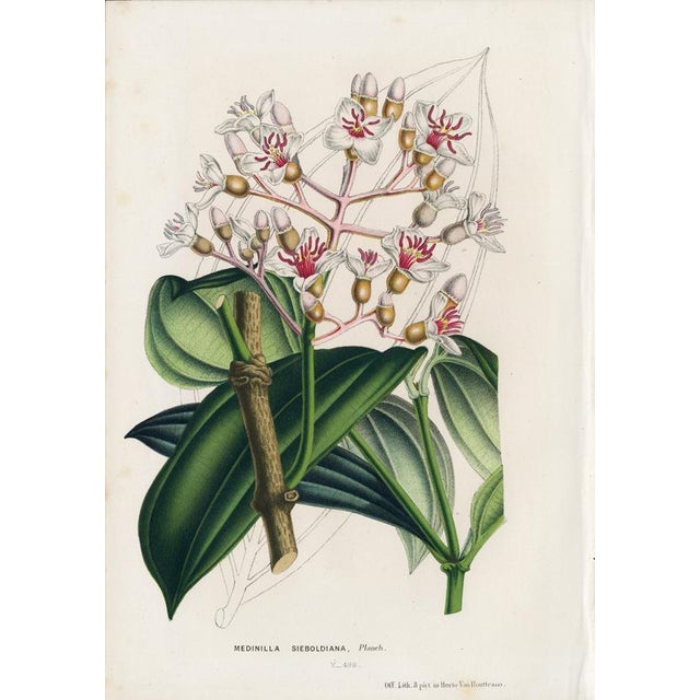 14 Van Houtte Botanicals! Hand Color c.1853 Set B For Sale - Image 11 of 15