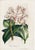 14 Van Houtte Botanicals! Hand Color c.1853 Set B For Sale - Image 11 of 15