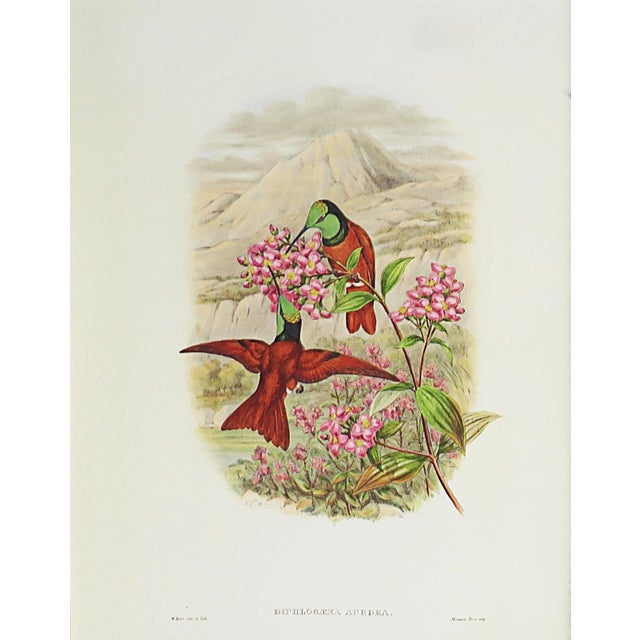 Victorian Pair of John Gould Humming Bird Lithographs Prints 1st Edition Framed For Sale - Image 3 of 5
