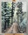 Transform your space with this stunning hand-painted artwork entitled "Wintery Day", featuring a serene forest path...