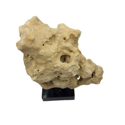 2010s Indonesian Coral Stone On Teak Stand For Sale - Image 5 of 5