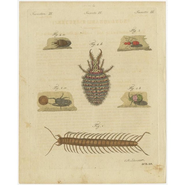 Bertuch, Centipede, Dung Beetle and Ant Lion, 1805, Print For Sale - Image 3 of 12