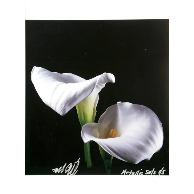 Calla Lily from the Metallic Sets Jonathan Singer American (1949–2019) Dye Sublimation Print on Metal, signed and numbered...