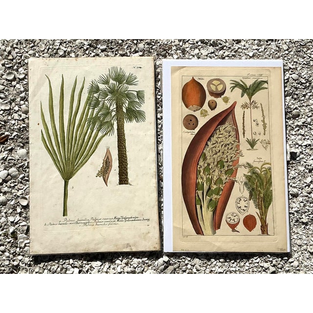 Vintage Boho Botanical Engravings - Set of 2 For Sale - Image 4 of 8