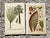 Vintage Boho Botanical Engravings - Set of 2 For Sale - Image 4 of 8