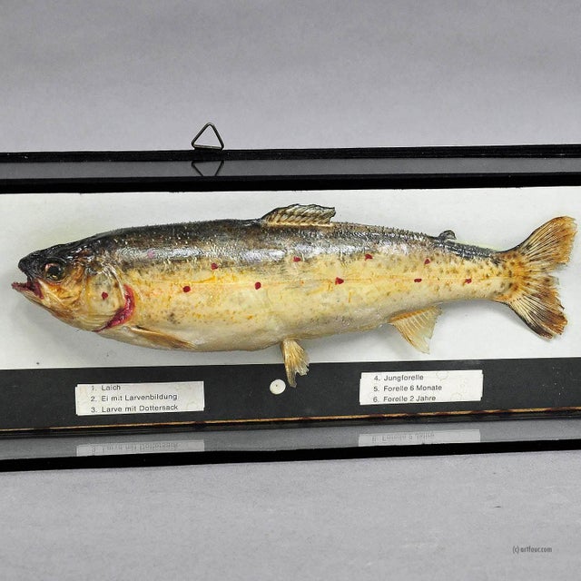 Vintage Biology School Model Preparation Evolution of the Trout Chairish