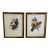 1960s Tucan Botanical Prints - A Pair For Sale
