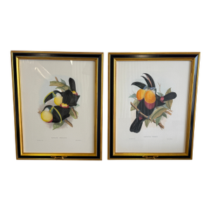 1960s Tucan Botanical Prints - A Pair