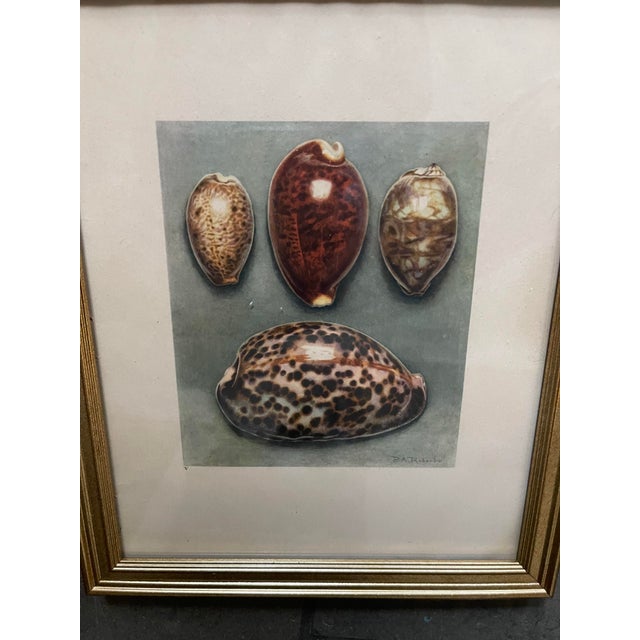 French Shell Art Lithographs- By Paul A. Robert - Set of 12 Circa 1936 For Sale - Image 4 of 12