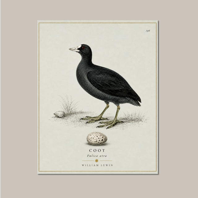 Not Yet Made - Made To Order William Lewin 1789 Waterbirds Fine Art Gallery Board Print - The Coot For Sale - Image 5 of 12