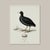 Not Yet Made - Made To Order William Lewin 1789 Waterbirds Fine Art Gallery Board Print - The Coot For Sale - Image 5 of 12