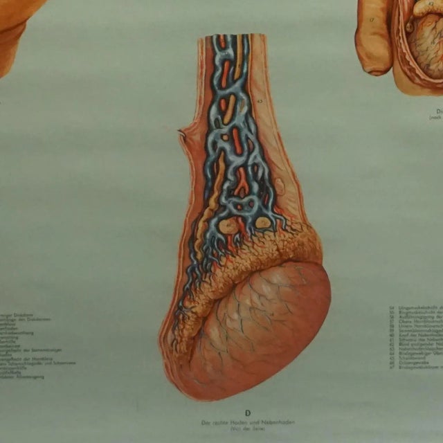 1960s Vintage Male Pelvic Organs Medical Poster Pull Down Wall Chart For Sale - Image 5 of 7