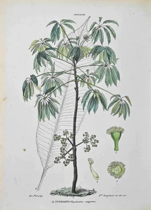 Vincenzo Tenore, The Araliaceae, Lithograph, 1870s