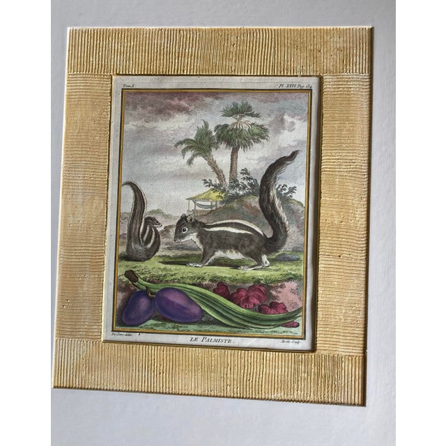 Set of Four Authentic 19th Century Buffon Color Engravings in Corrugated Gold Gesso Mattings. For Sale - Image 11 of 11