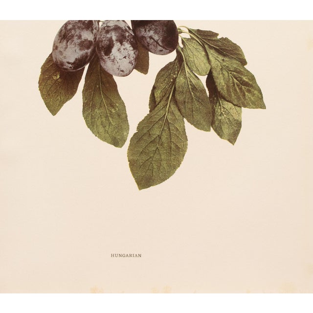 1900s U. P. Hedrick, Original Antique Photogravure of Hungarian Plums For Sale - Image 4 of 7