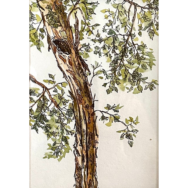 Original watercolor ink and wash painting of my eucalyptus tree near Palm Springs, California where eucalyptus trees grow...