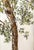 Original watercolor ink and wash painting of my “eucalyptus tree”near Palm Springs, California where eucalyptus trees grow...