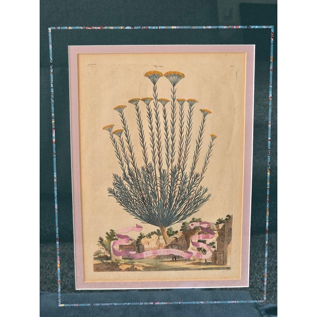 Beautiful framed botanical engraving-style print featuring Helichrysum Citrina with decorative ribbon banner and...