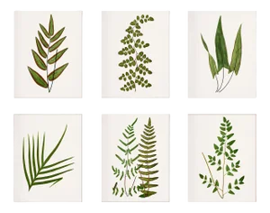 Reproduction Contemporary British Fern Art Prints - Set of 6