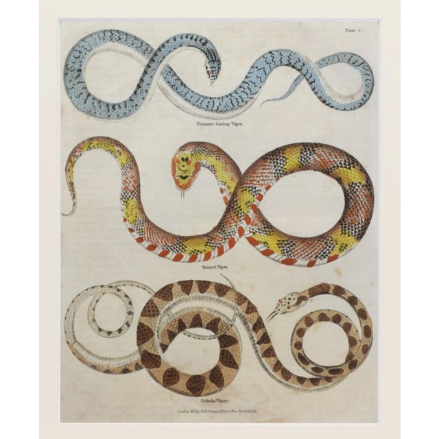 Realism 19th Century English Hand Colored Snake Engraving C.1820 For Sale - Image 3 of 5