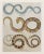 Realism 19th Century English Hand Colored Snake Engraving C.1820 For Sale - Image 3 of 5
