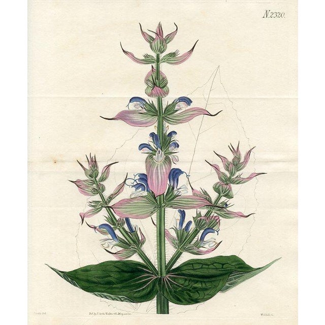 This large format print is an original early-1800s hand-colored botanical engraving published in "Curtis's Botanical...