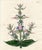 This large format print is an original early-1800s hand-colored botanical engraving published in "Curtis's Botanical...
