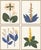 Desert Flowers by Susan Hable For Sale In Tampa - Image 6 of 6
