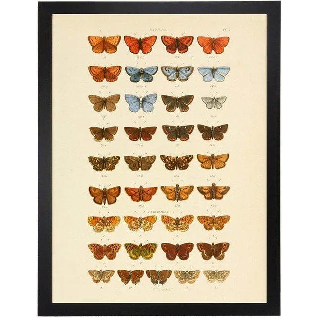 Boho Chic Multi Butterflies Papilio Plate 3 - 30" X 38" For Sale - Image 3 of 3