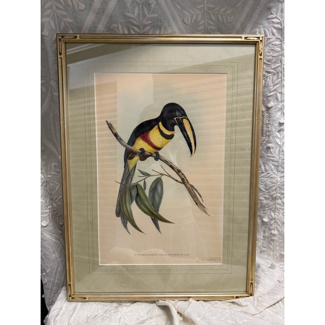 An exceptional original mid-19th-century hand-colored lithograph by celebrated British ornithologist and publisher John...