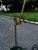 Late 20th Century Vintage Louis Baldinger & Sons Architectural Drawing Lamp For Sale - Image 5 of 9