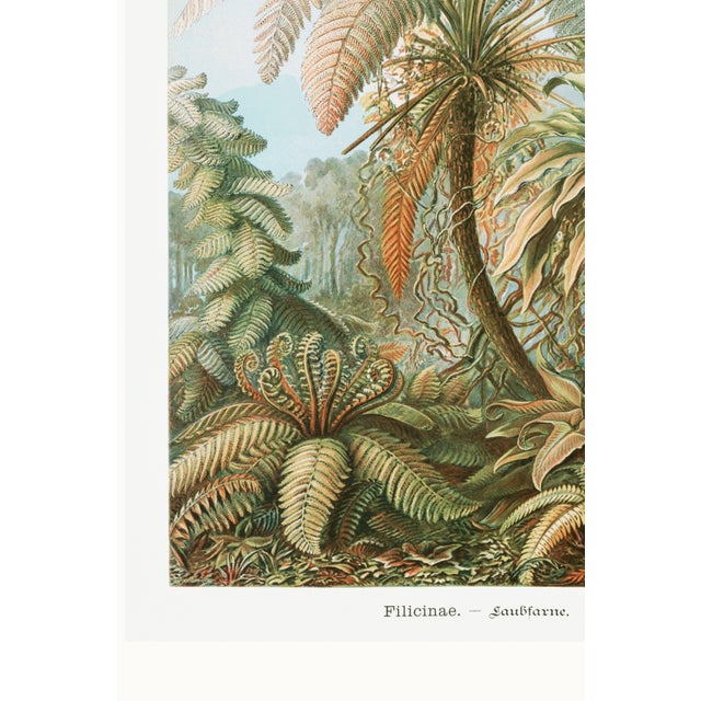 Botanical Art Print Reproduction, Vintage Fern and Palm Tree Illustration, 32" X 48" For Sale - Image 9 of 10