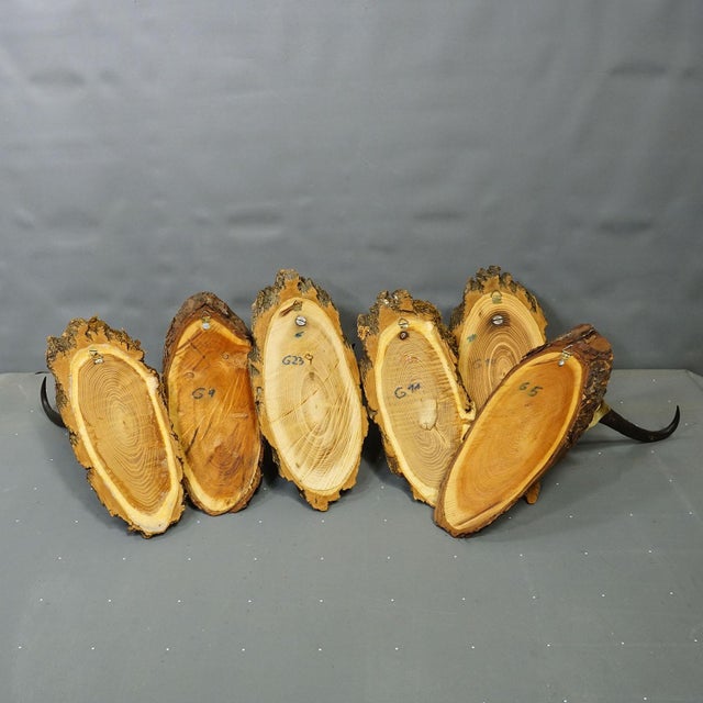 Wood Vintage Collection of Six Chamois Trophies on Wooden Plaques, Germany Ca. 1960s For Sale - Image 7 of 7
