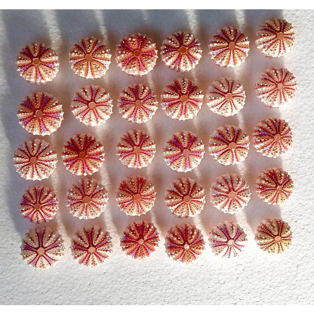 2020s Real Sea Urchin..set of 30 PCs Sea Urchin Coelopleuros Maculatus(size 41-43 Mm) For Sale - Image 5 of 8
