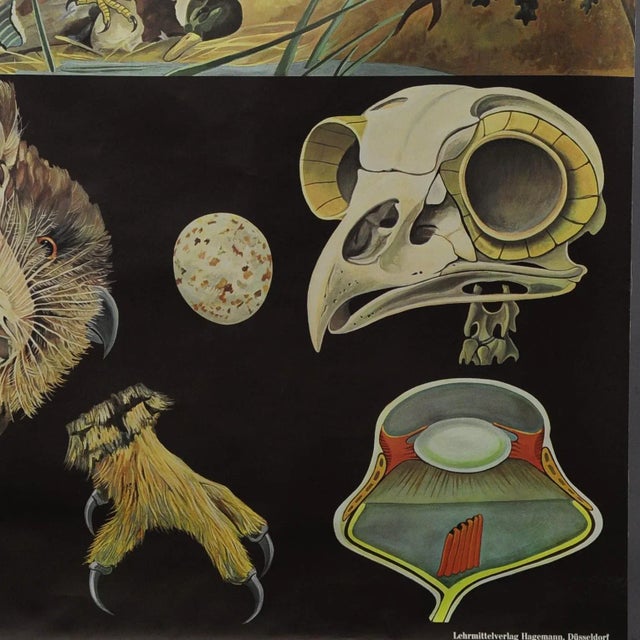 Goshawk Buzzard Long-Eared Owl Rollable Wall Chart Poster by Jung Koch Quentell For Sale - Image 4 of 6