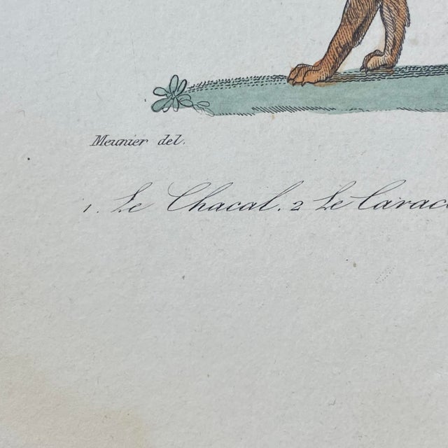 French Antique 18th Century "Le Chacal" Animal Engraving Hand Colored Signed Artwork For Sale In Portland, ME - Image 6 of 11