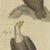 Beige Bertuch, Eagles Including the Bald Eagle, 1805, Print For Sale - Image 8 of 12