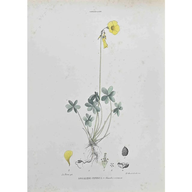 Vincenzo Tenore, Oxalis Cernua, Lithograph, 1870s For Sale
